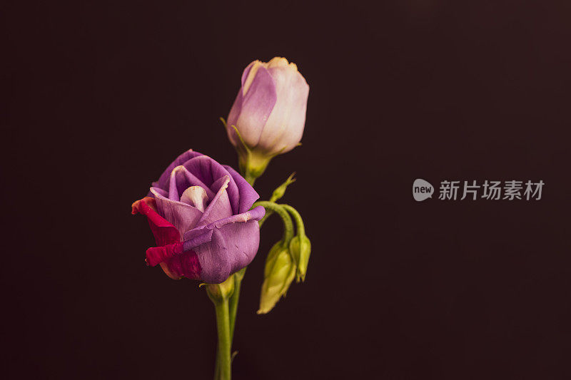 粉红艳丽的草原龙胆花宏，vintage fine art静物的一个花蕾，茎，在花瓶，黑莓色背景，在绘画风格